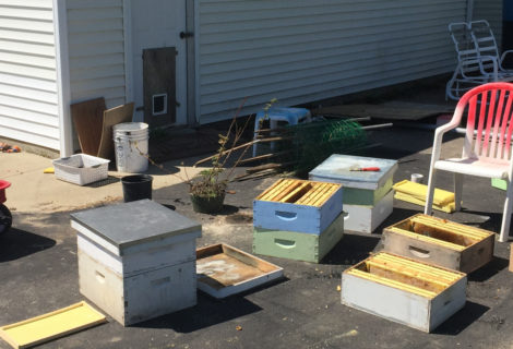 Hiving Bees and a Day In Pictures